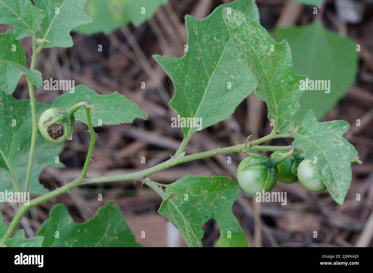 Carolina Horsenettle, Solanum carolinense, fruit Stock Photo