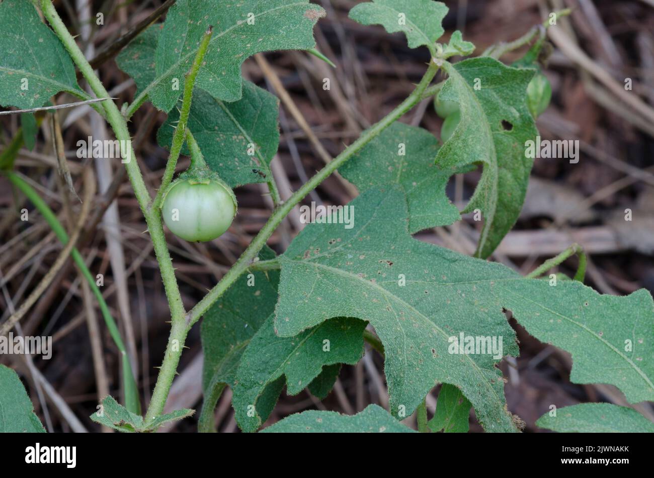 Carolina Horsenettle, Solanum carolinense, fruit Stock Photo