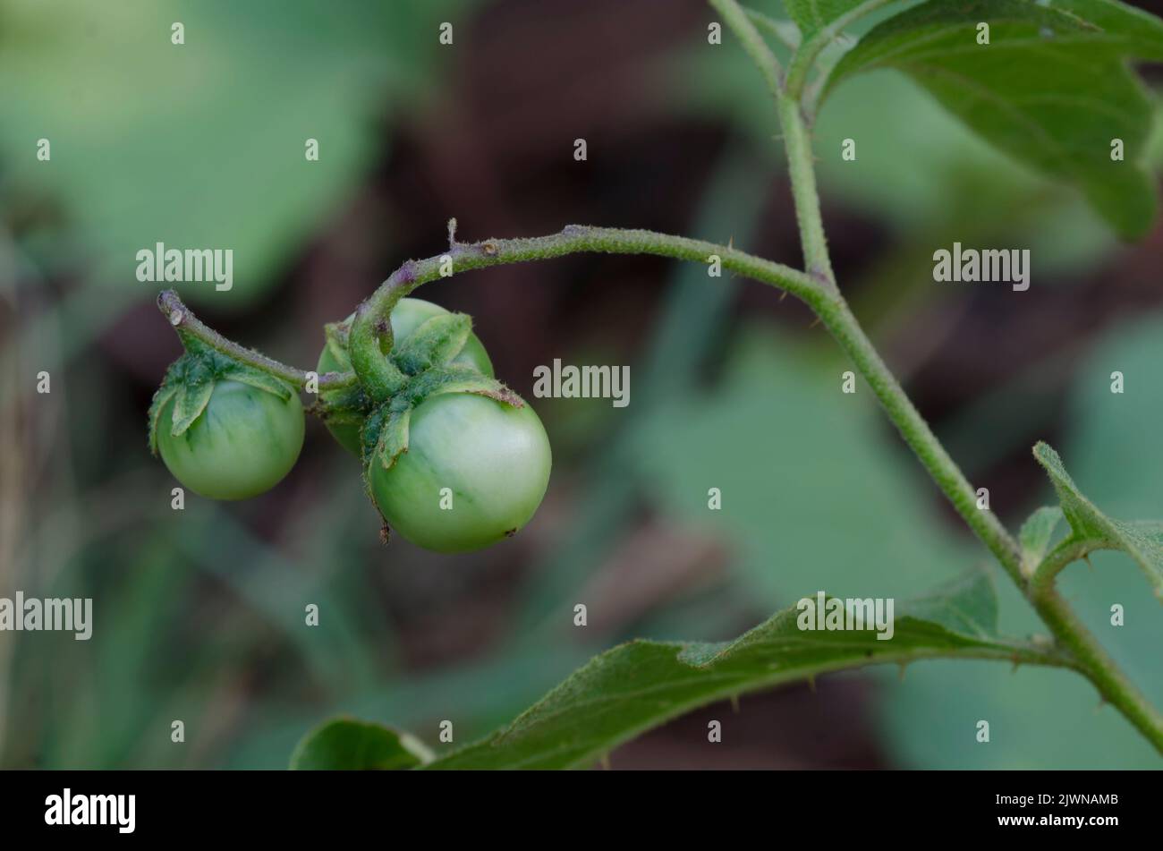 Carolina Horsenettle, Solanum carolinense, fruit Stock Photo