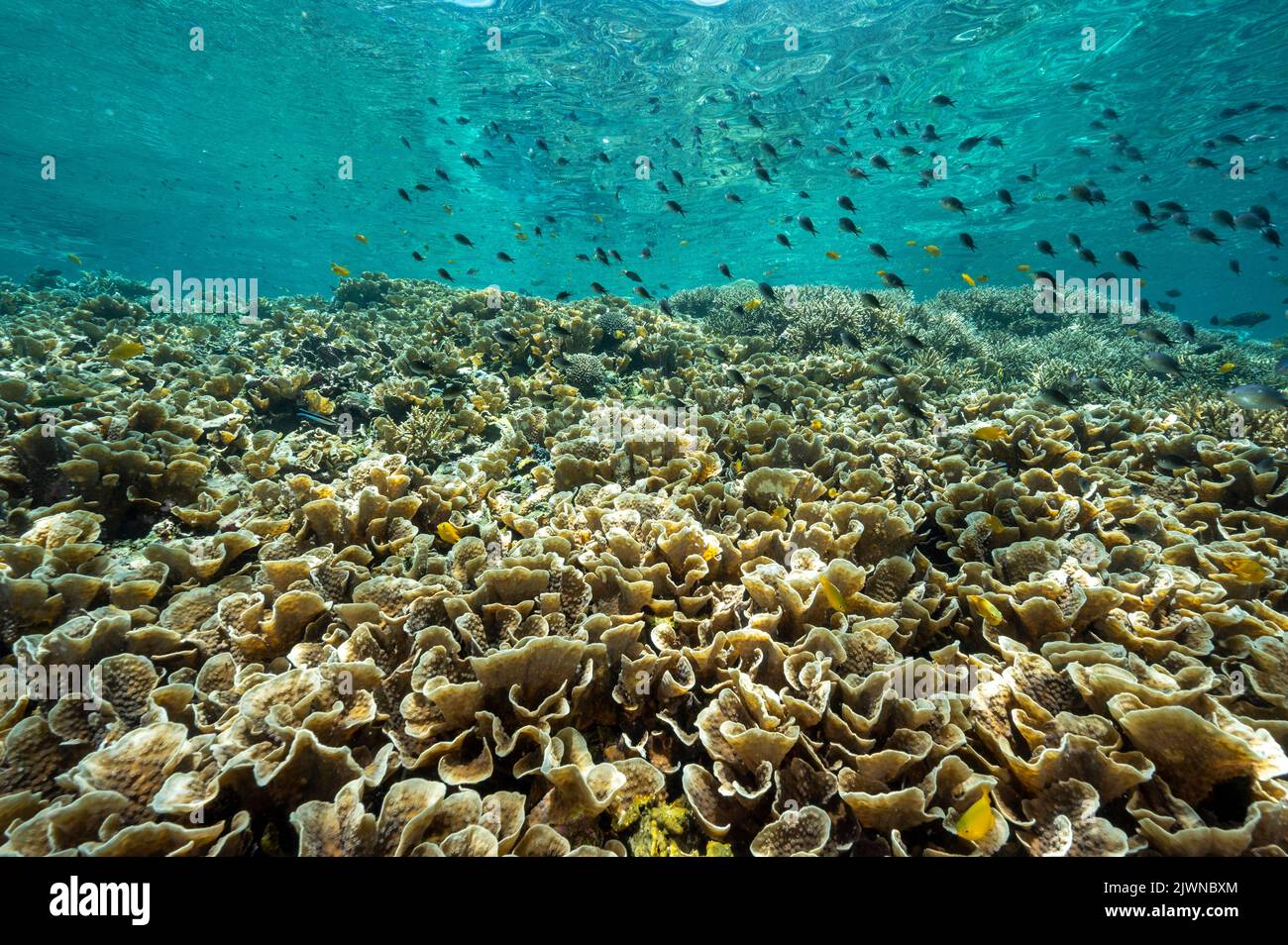 Reef scenic with Acropora corals Raja Ampat Indonesia. Stock Photo