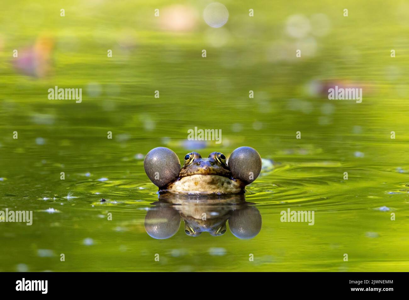 Marsh frog Pelophylax ridibundus calling female for mating Stock Photo