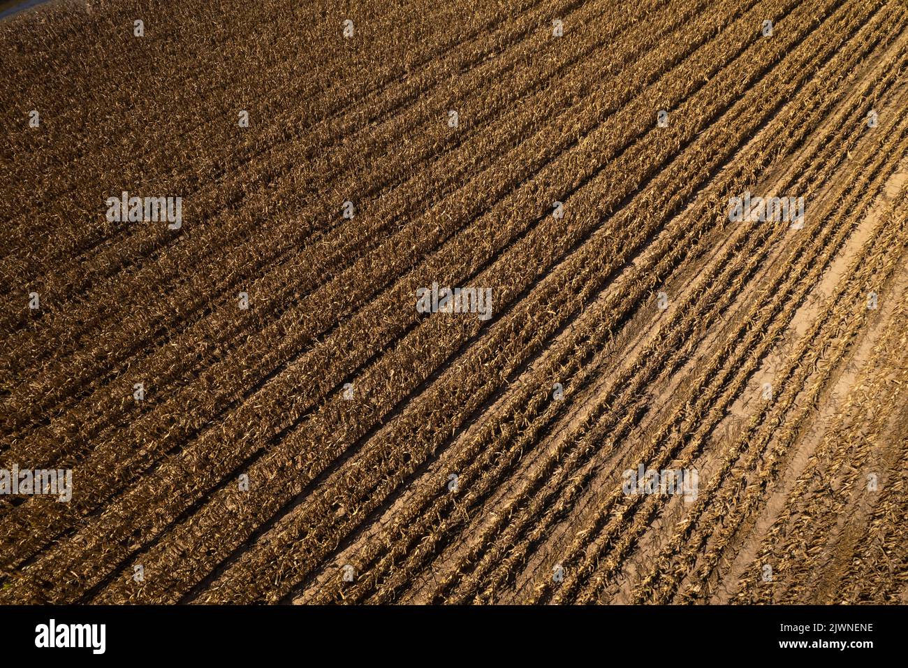 Aerial view of a very dry corn field after harvest in August, Gironde, France Stock Photo