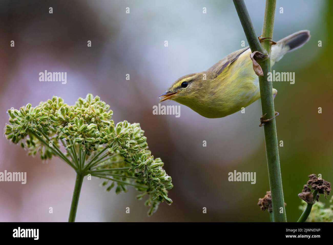 yellow-throated woodland warbler picking seeds of a garden angelica. Stock Photo