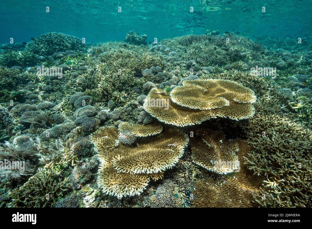 Reef scenic with Acropora corals Raja Ampat Indonesia. Stock Photo