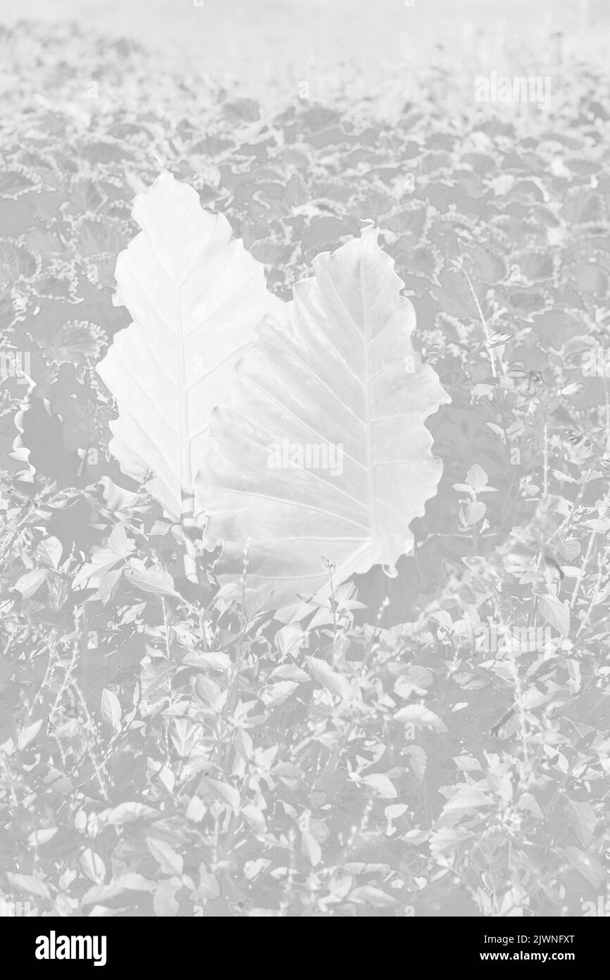 Ornamental leafy plants Black and White Stock Photos & Images - Alamy