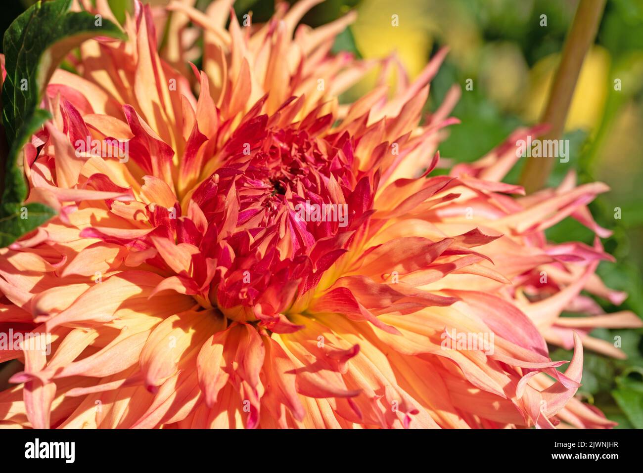 Blooming yellow-red dahlia in a close-up Stock Photo