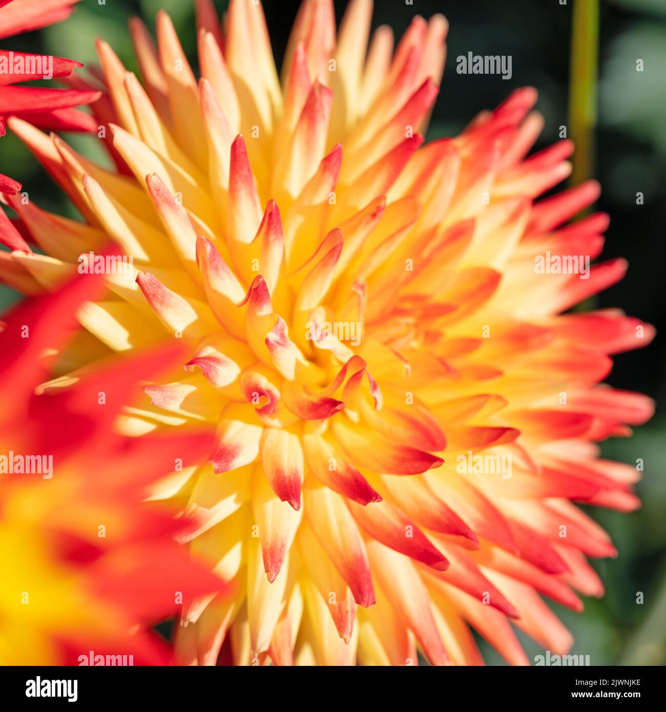 Dahlia flower in a closeup Stock Photo