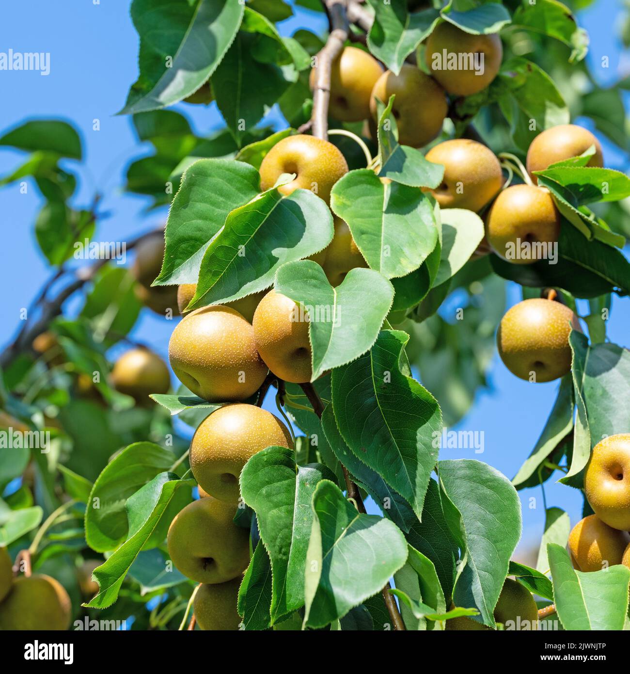 Nashi pears, Pyrus pyrifolia, on the tree Stock Photo