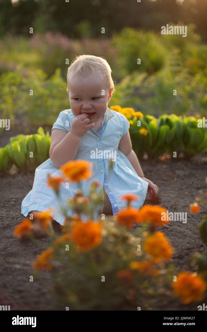 A toddler in a dress snacks on cherry tomatoes in a garden with letuces and marigold flowers. Stock Photo
