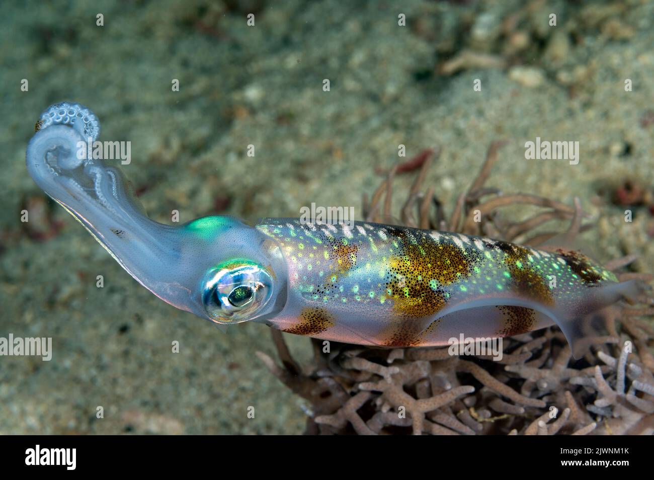 Reef squid, Sepioteuthis lessoniana, Raja Ampat Indonesia. Stock Photo