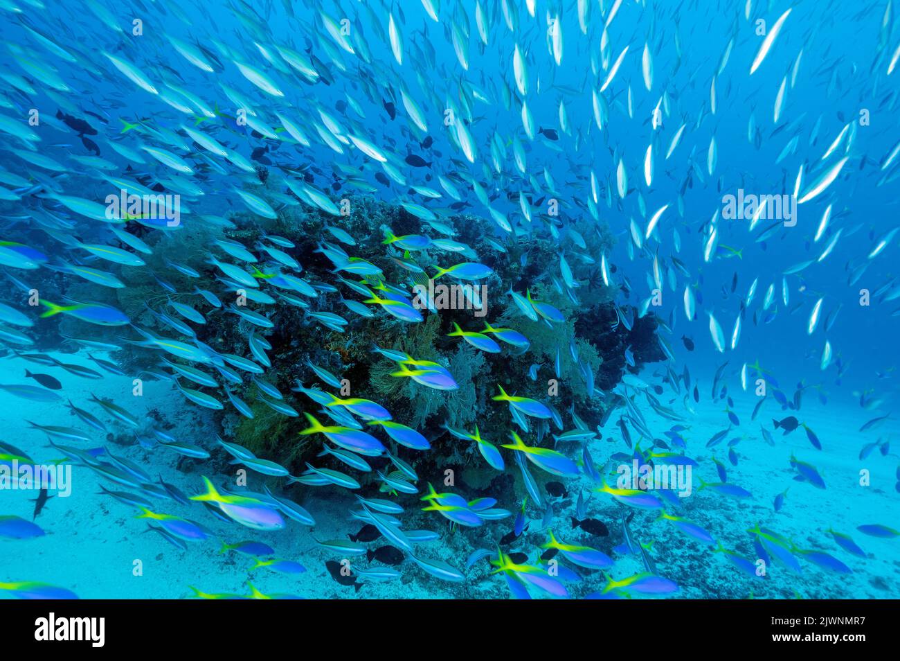 Reef scenic with massive fusiliers and surgeonfishes, Raja Ampat Indonesia. Stock Photo