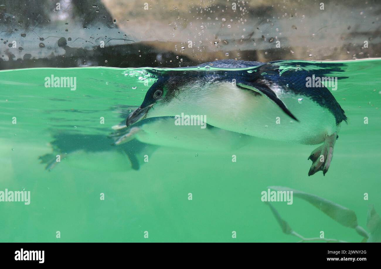 Perth Zoo's little penguins, the only species of penguin that stays