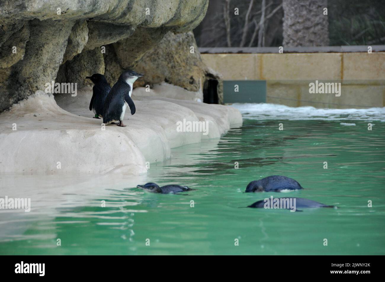 Perth Zoo's little penguins, the only species of penguin that stays