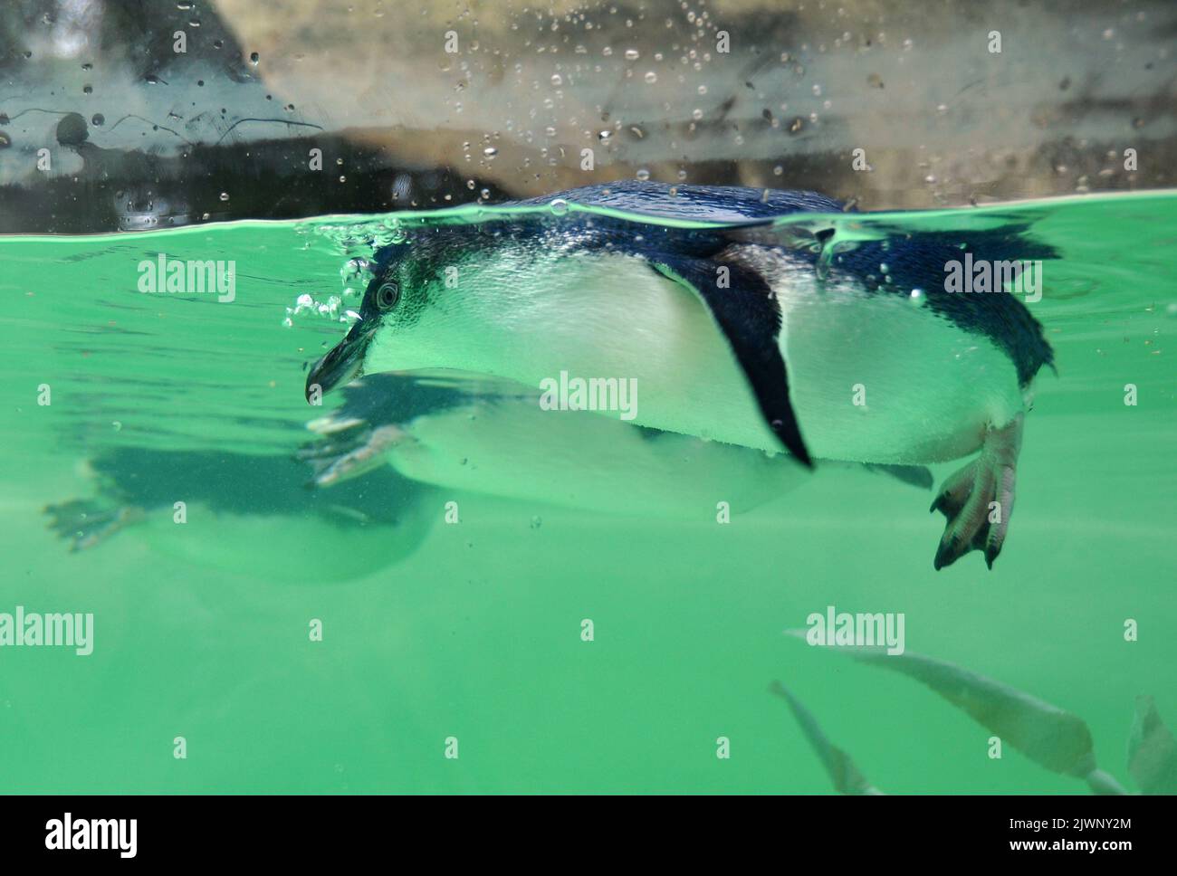 Perth Zoo's little penguins, the only species of penguin that stays