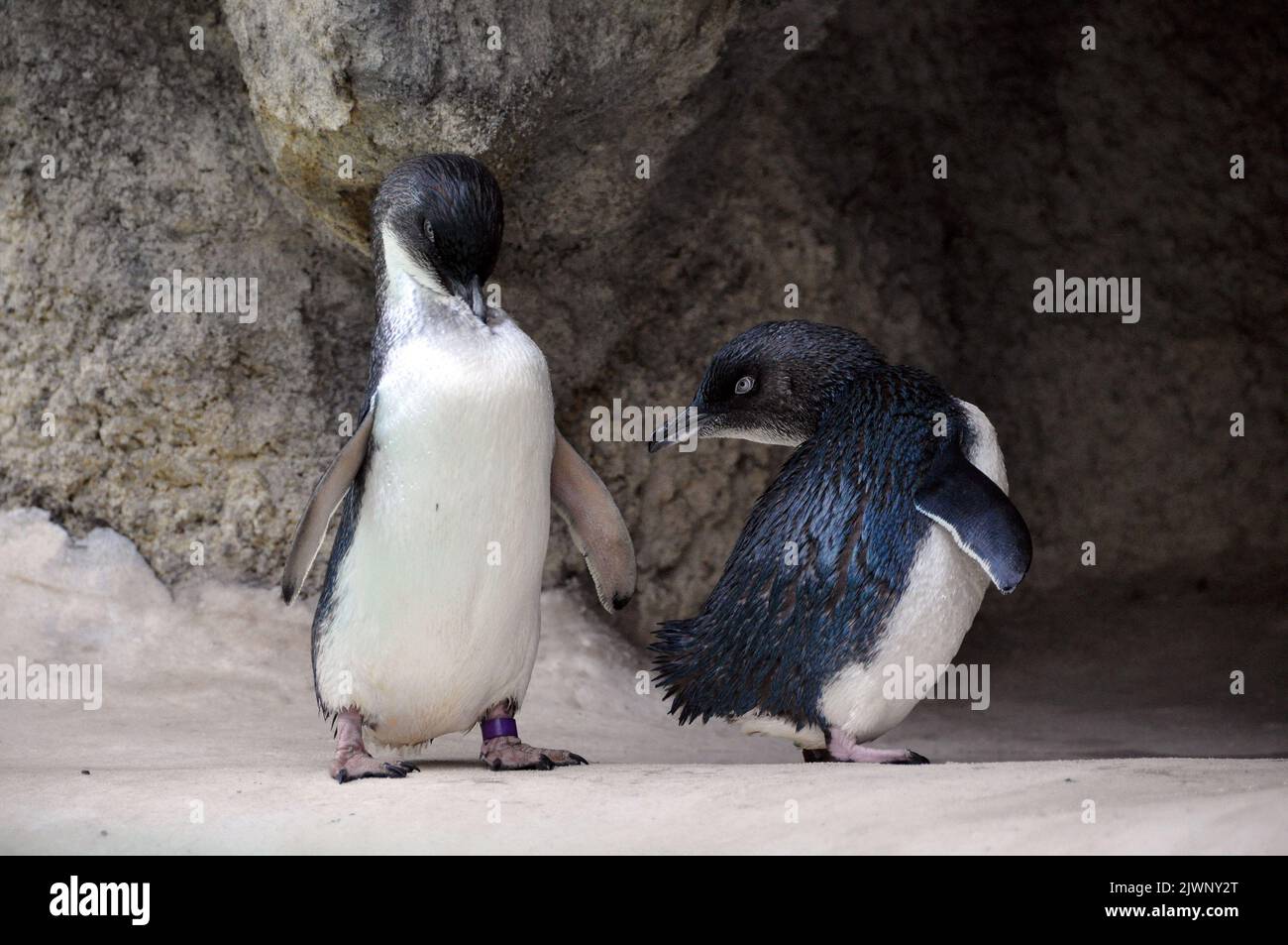 Perth Zoo's little penguins, the only species of penguin that stays