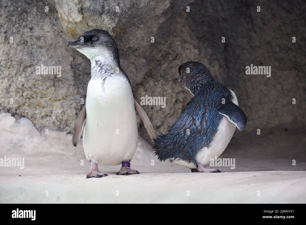 Perth Zoo's little penguins, the only species of penguin that stays