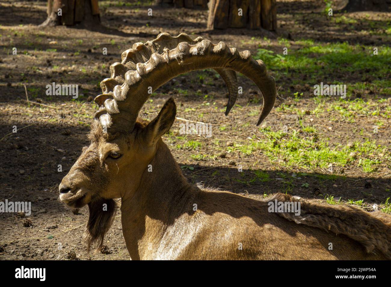 A mountain goat with big horns lies in the sun between the trees. Stock Photo