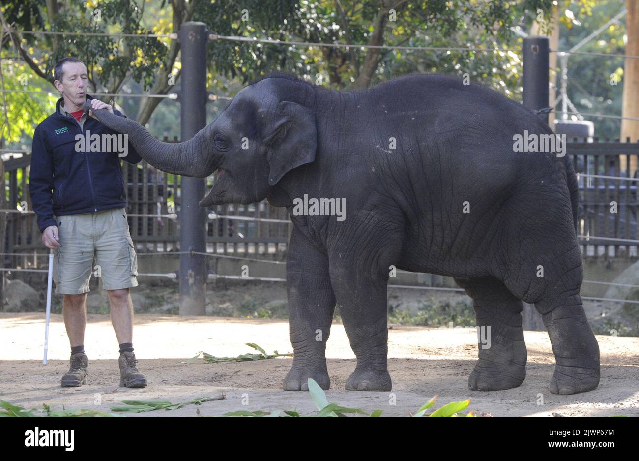 Elephant keeper Gary Hampson blows into the trunk of Asian elephant ...
