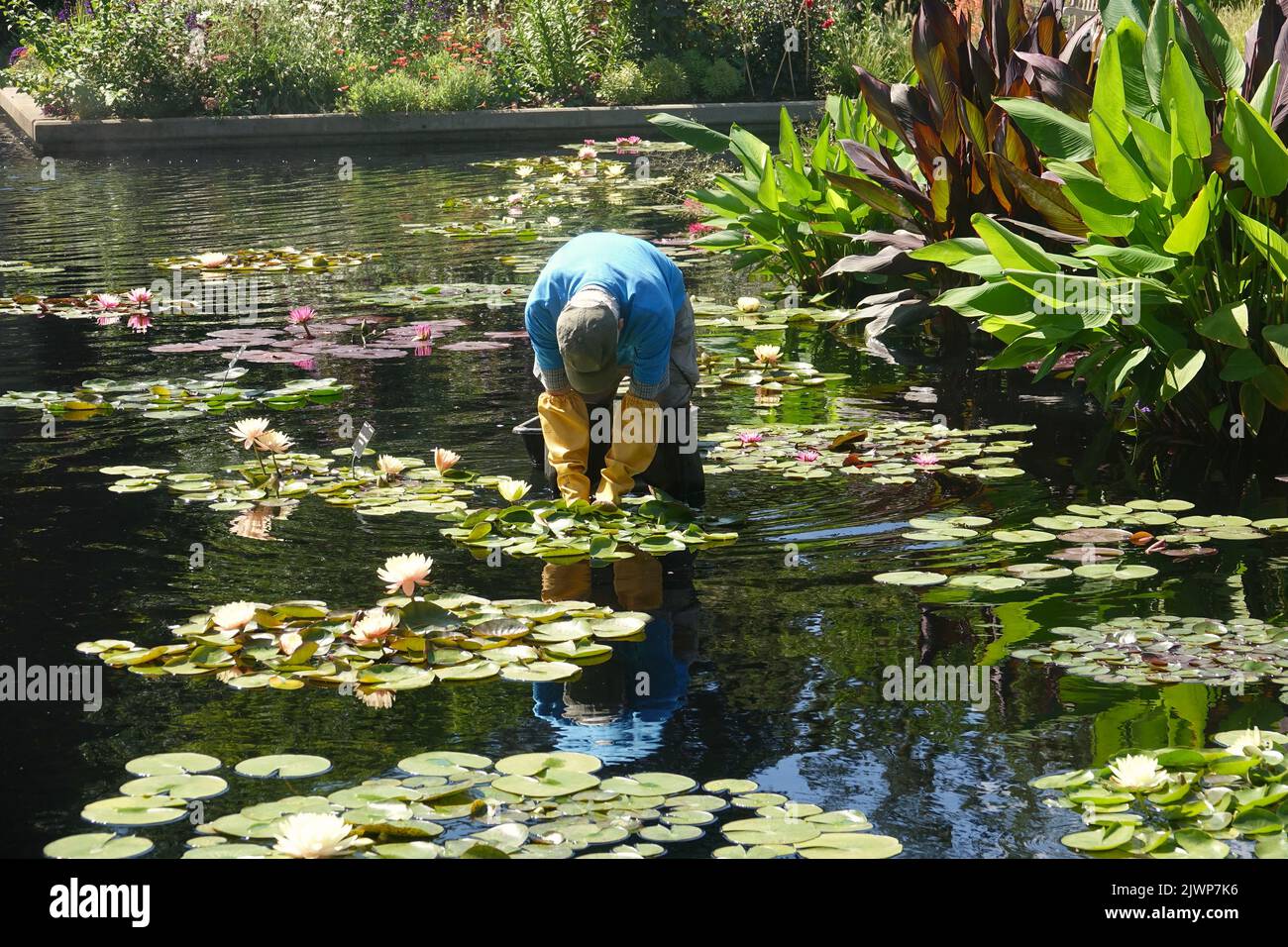 Person pulling weeds hi-res stock photography and images - Alamy