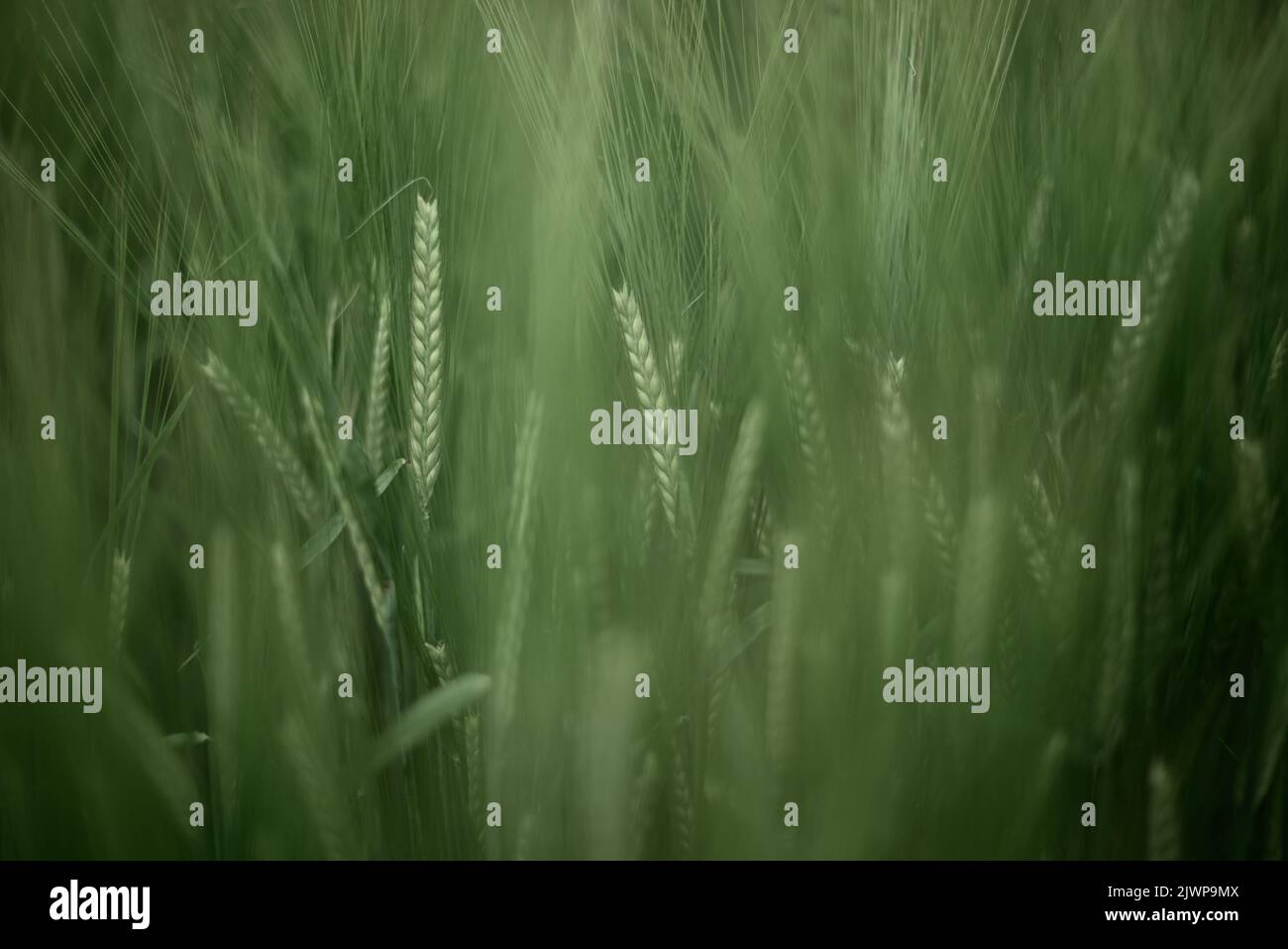 Barley, soft, green muted Stock Photo