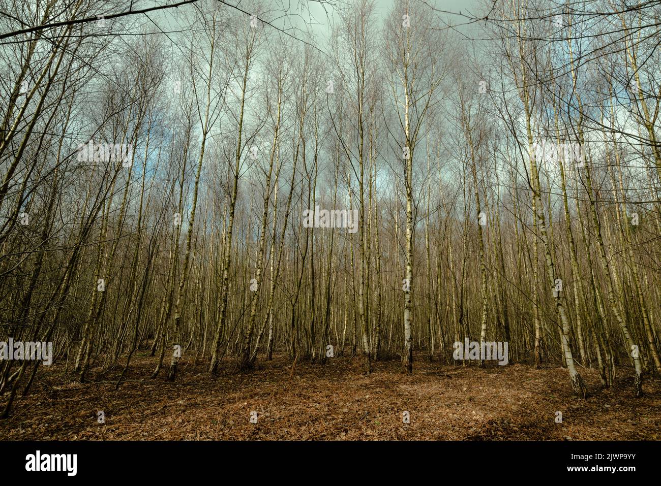 Silver birch trees, copse, dense, young, surrounded at low level Stock Photo