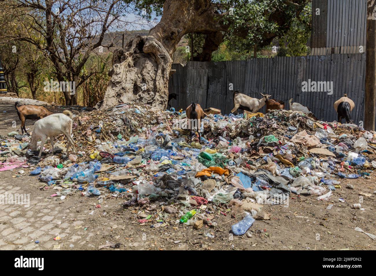 Goats in a pile of rubbish in Harar, Ethiopia Stock Photo
