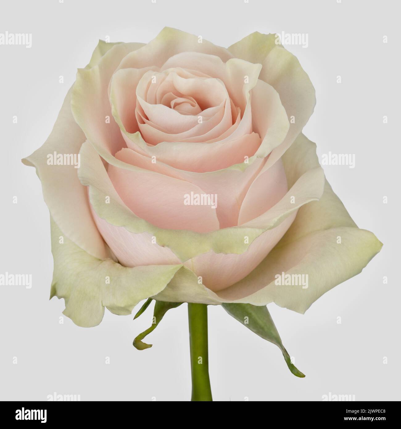 beautiful rose with stem and leaf, detail of the petals and head of the ...