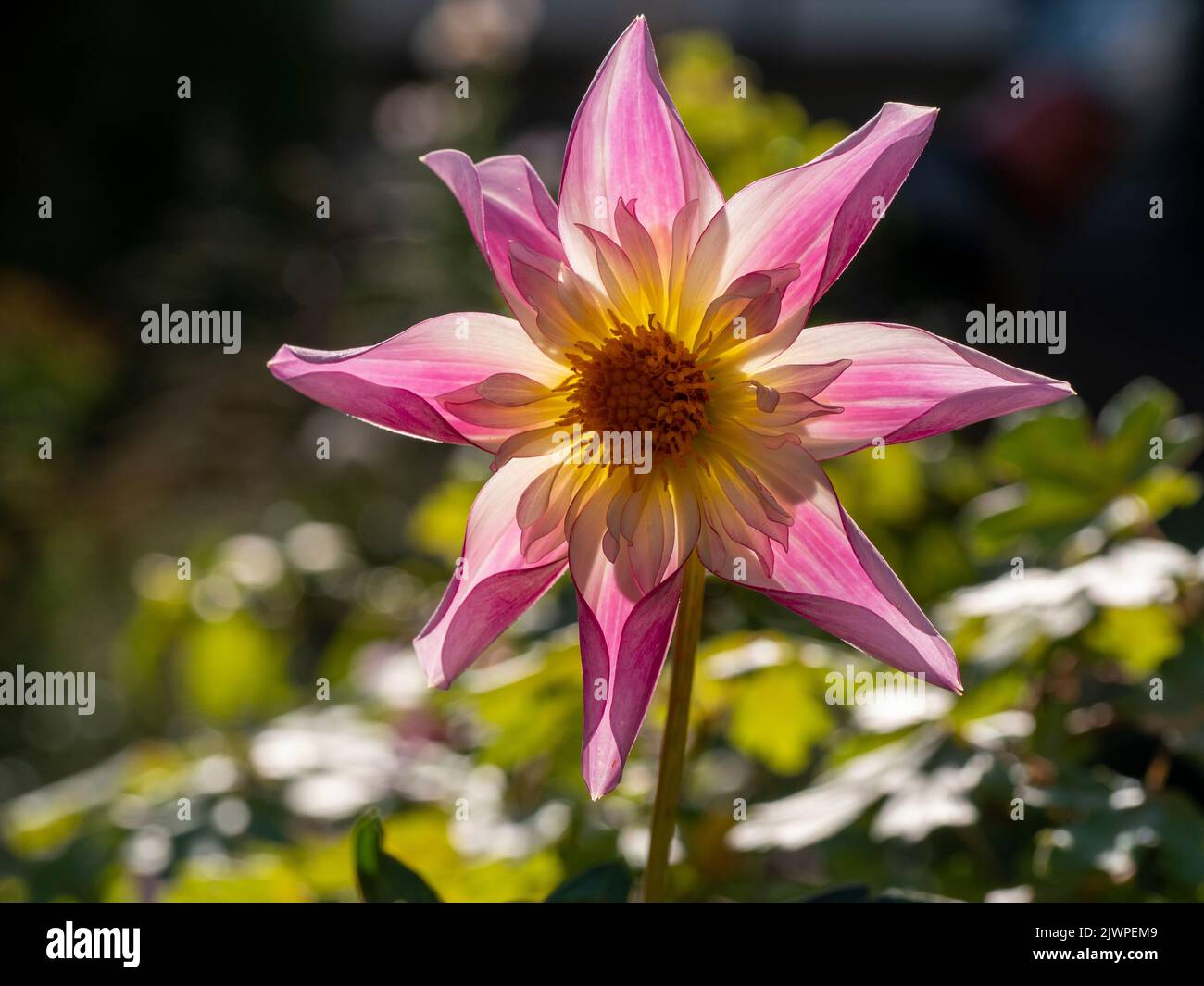 Dahlia 'Fancy Pants' grown in a raised plant border. Beautifully backlit in afternoon sunshine. Stock Photo