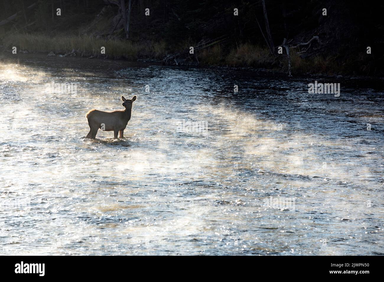 WY05031-00....WYOMING - Young elk in the Madison River, Yellowstone National Park. Stock Photo
