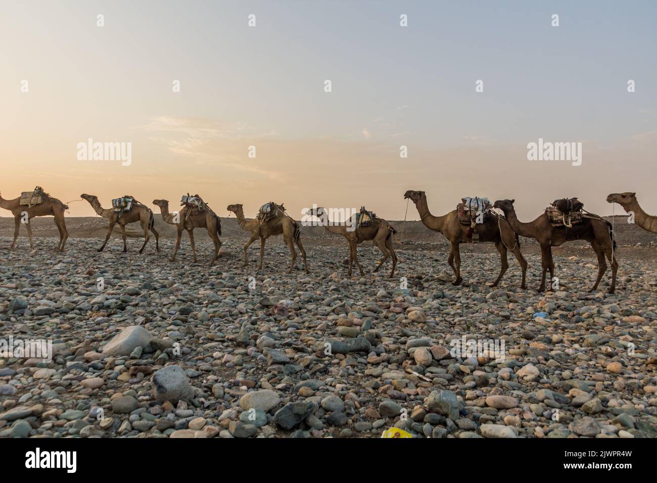 Morning view of a camel caravan in Hamed Ela, Afar tribe settlement in the Danakil depression, Ethiopia. This caravan head to the salt mines. Stock Photo