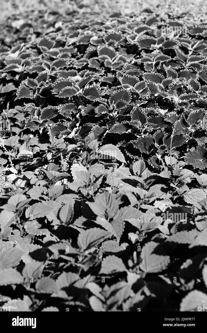 Ornamental leafy plants Black and White Stock Photos & Images - Alamy