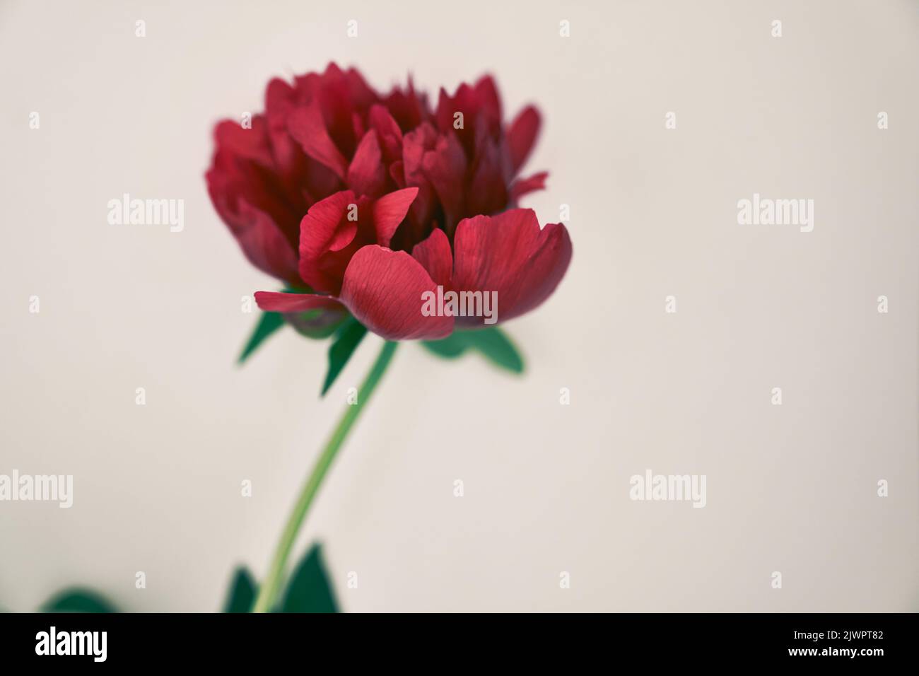 Close-up of one dark red peony flower, on a gray background. With a space to copy. Design for your product. High quality photo Stock Photo