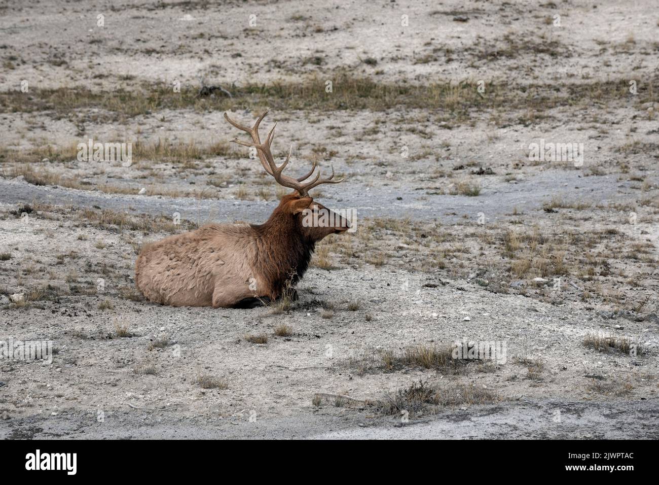 WY05050-00.....WYOMING - Bull elk (Cervus canadensis) Yellowstone National Park, Mammoth Hot Springs area. Stock Photo