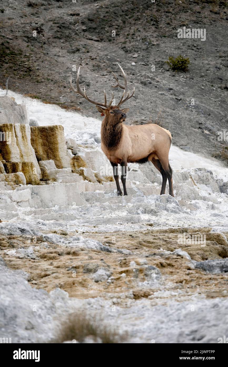 WY05052-00.....WYOMING - Bull elk (Cervus canadensis) Yellowstone National Park, Mammoth Hot Springs area. Stock Photo