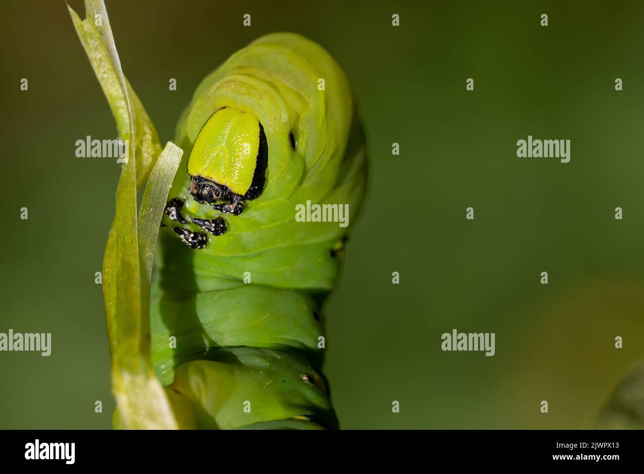 frontal view of an adult acherontia atropos caterpillar on a branch of a potato plant with green background. macro nature photograph in greenish tones Stock Photo