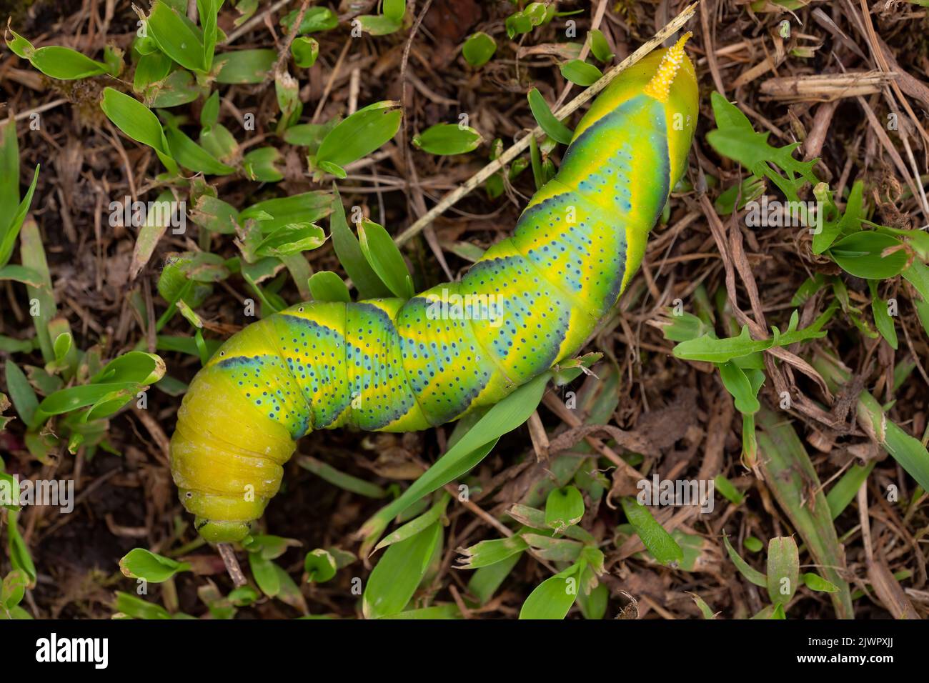 zenith view of an acherontia atropos caterpillar. macro photography. Copy pace. Nature wonderful Stock Photo