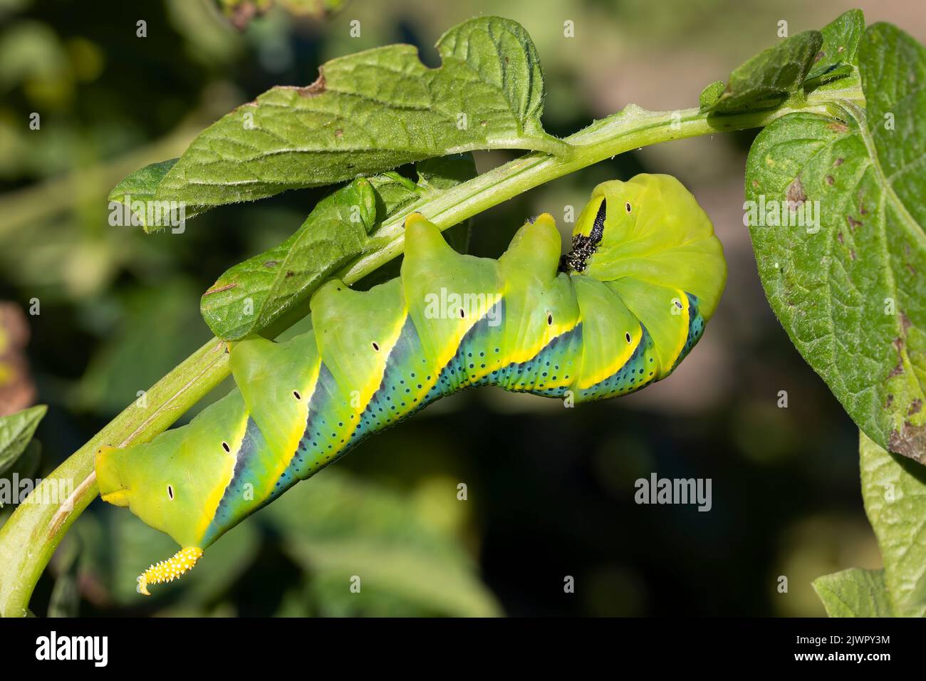 acherontia atropos caterpillar on potato plant. horizontal macro-photography. Nature picture Stock Photo