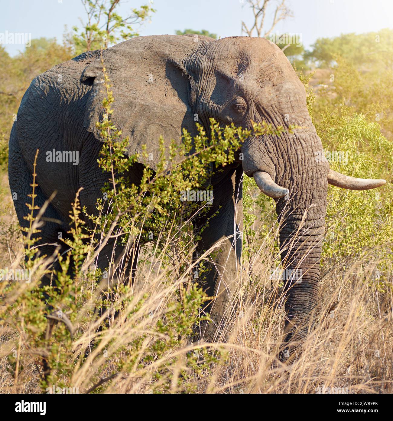 Being large is a lifestyle. Full length shot of an elephant in the wild. Stock Photo