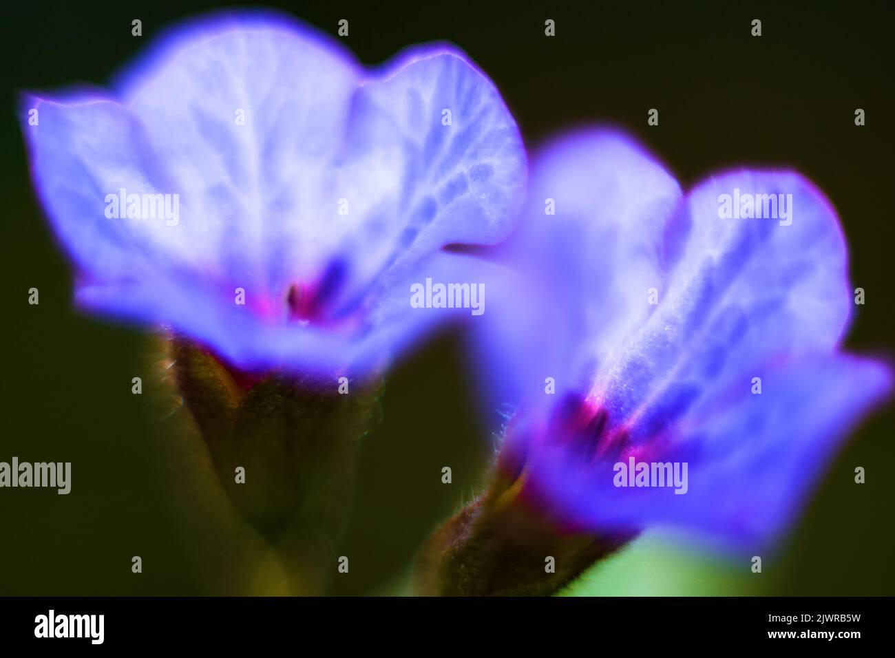 The blue flower is made in the technique of ultra-small depth of field. Macro Cowslip of Jerusalem (Pulmonaria) Stock Photo