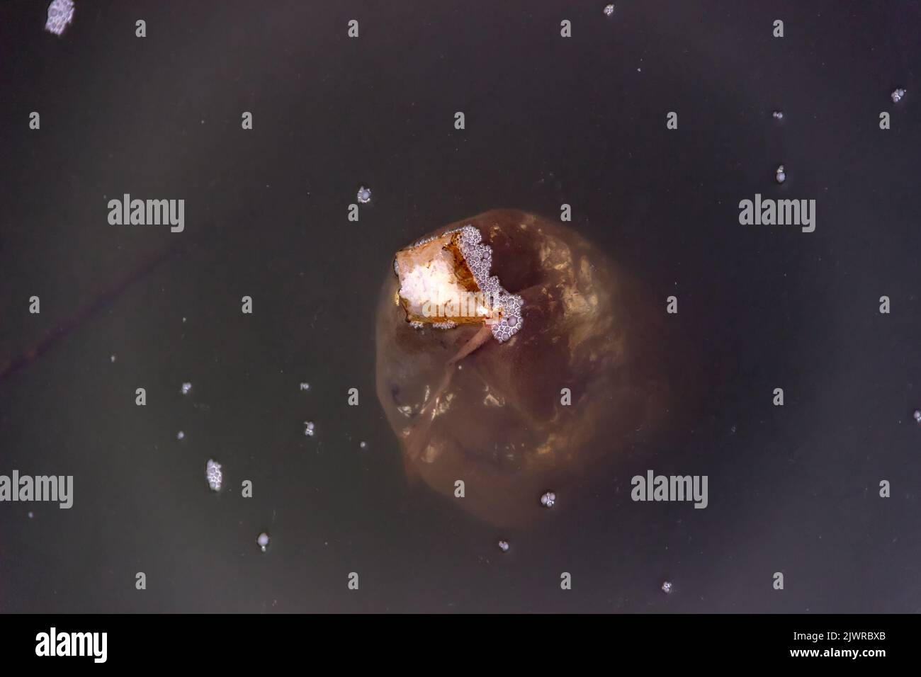 An old plastic bag emerged from the murky water like a corpse or like a ...