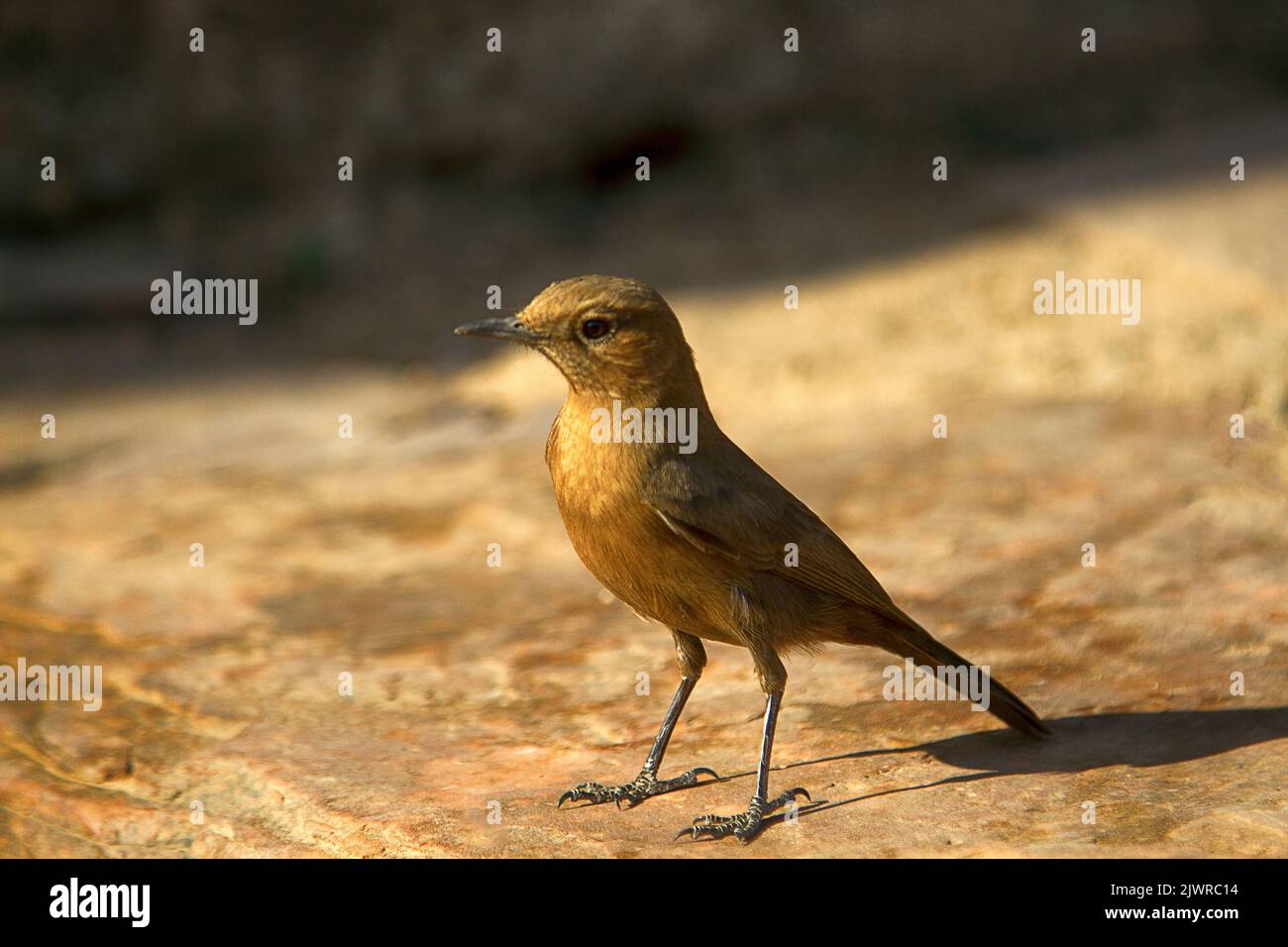 Indian chat or Brown rock chat (Oenanthe fusca, or Saxicola fusca, Cercomela fusca) in India. Deccan plateau, wintertime. Mocking-bird Stock Photo