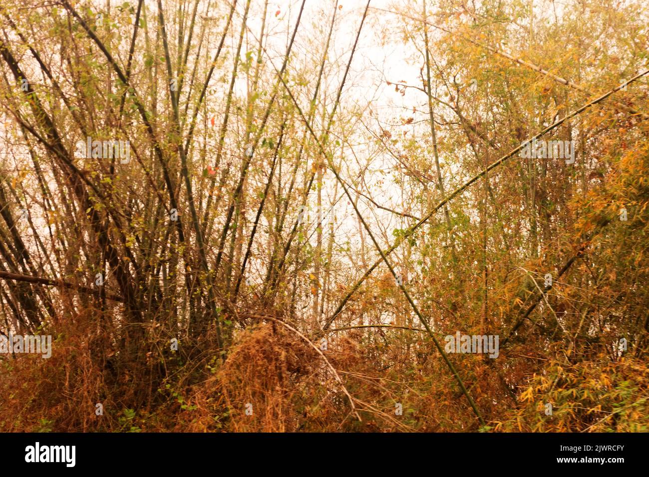Mixed bamboo deciduous forest in winter season. Sri Lanka Stock Photo