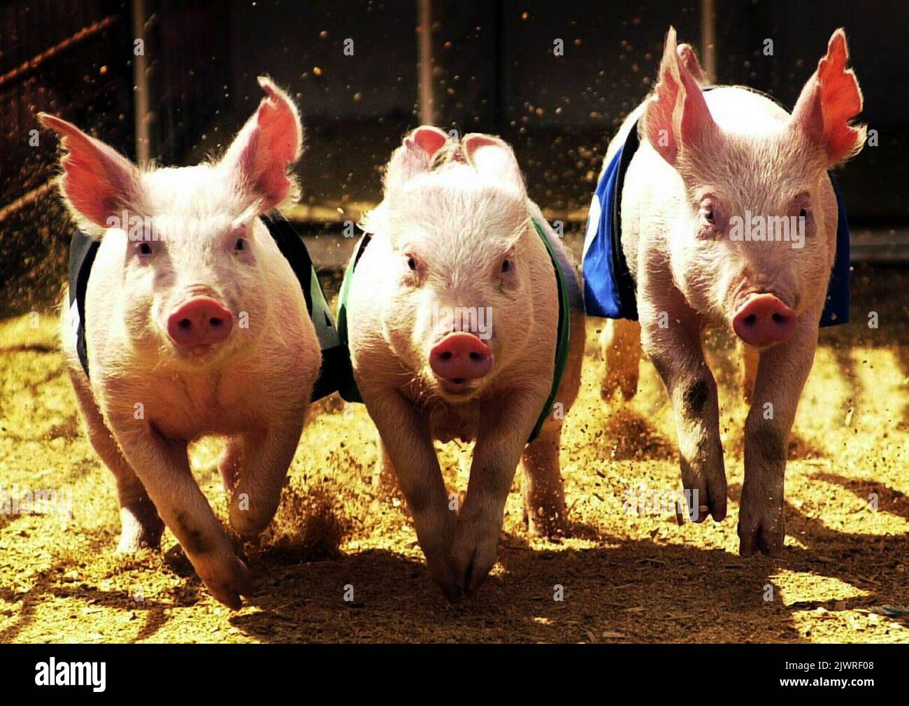 PA PHOTO / AAP UK USE ONLY Pig racing is in full swing at the