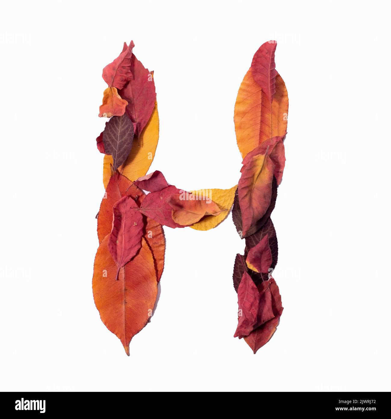letter H autumn leaves isolate on white background. Stock Photo