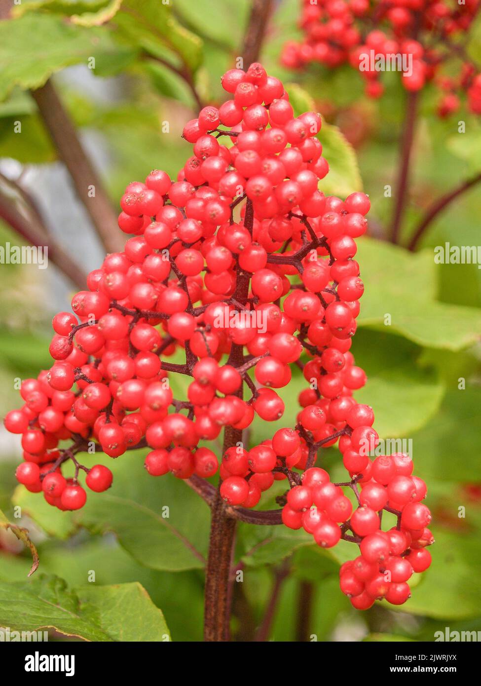 Bright red berries in bunch closeup growing wild in Alaska. Stock Photo