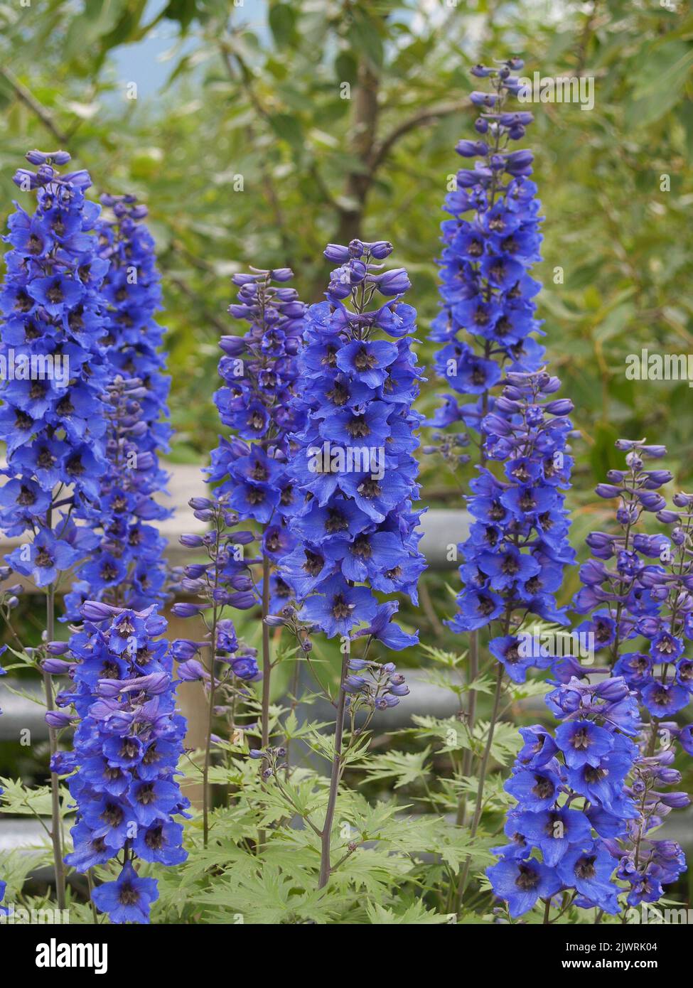 Bright blue wildflowers of delphinium variety in Alaska Stock Photo Alamy