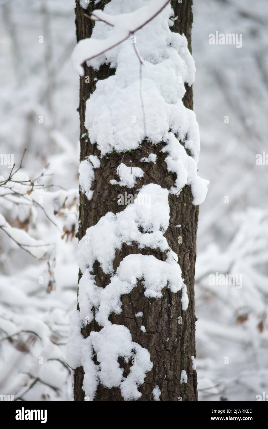 snowy winter forest with oak tree pillars. Stock Photo