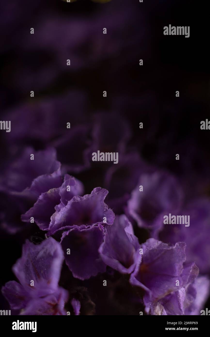 Statice notched Purple attraction dramatic macro photography of purple flowers. Stock Photo