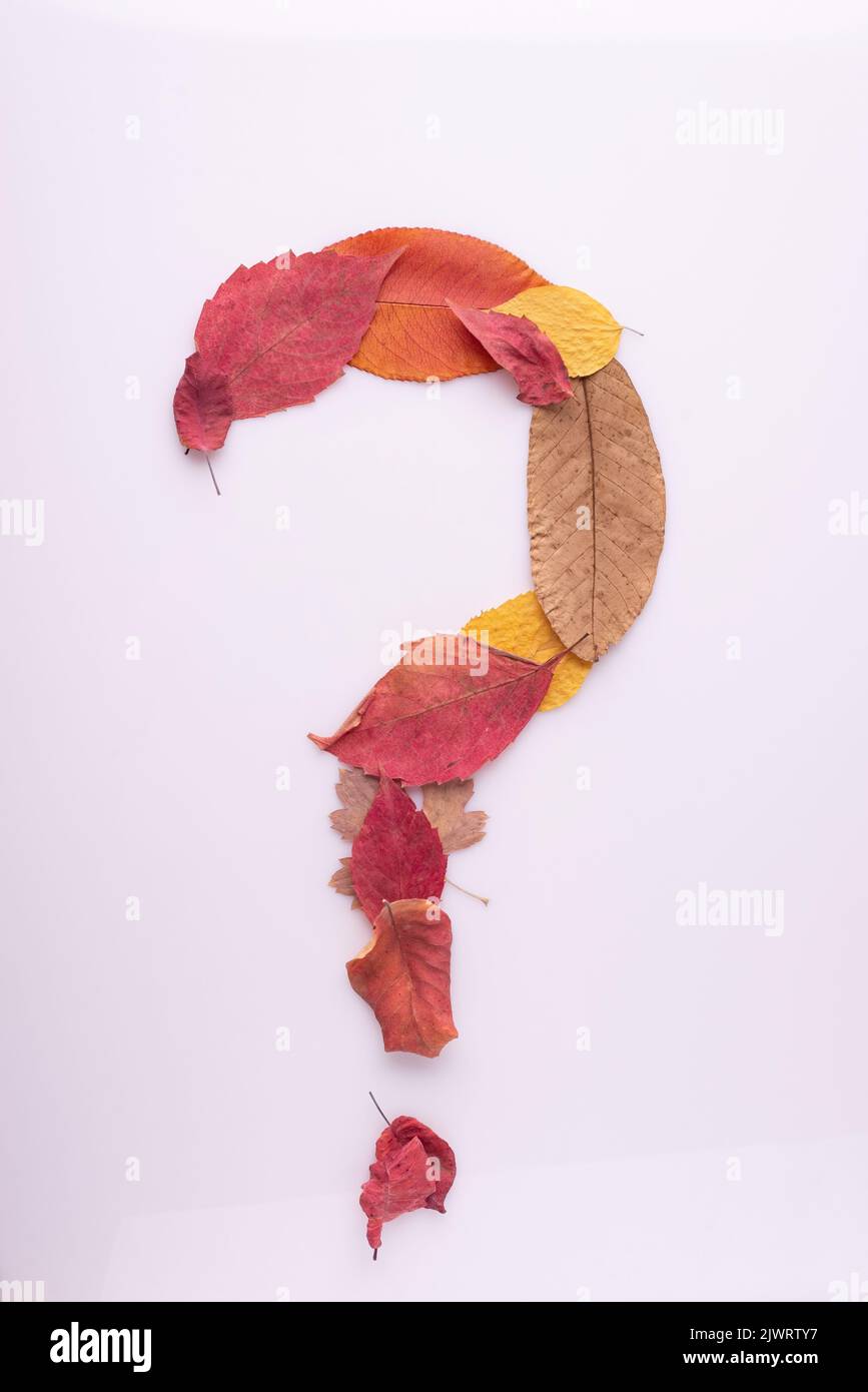question mark made from autumn leaves on white background. Stock Photo