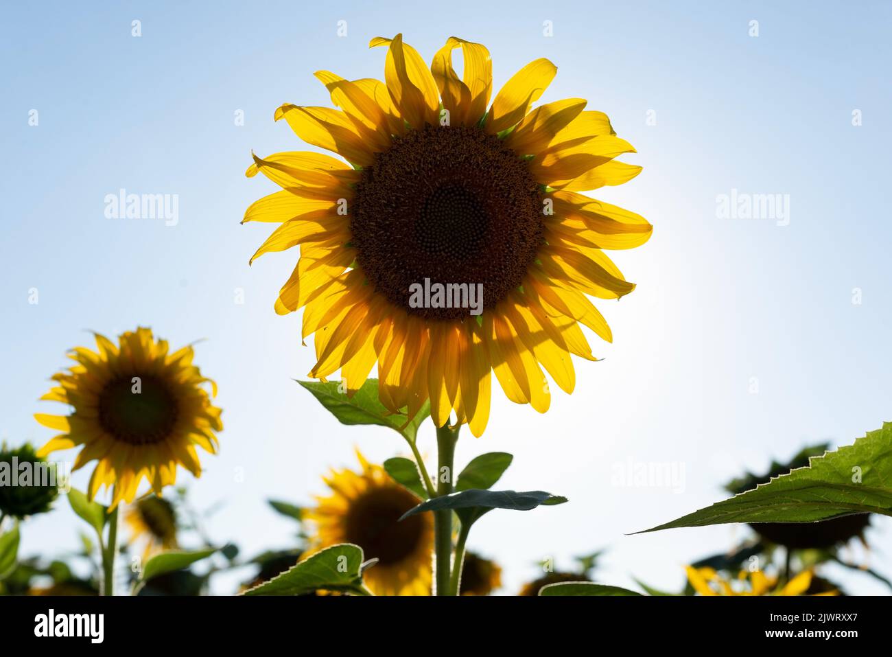 beautiful sunflower close up in the field. Stock Photo